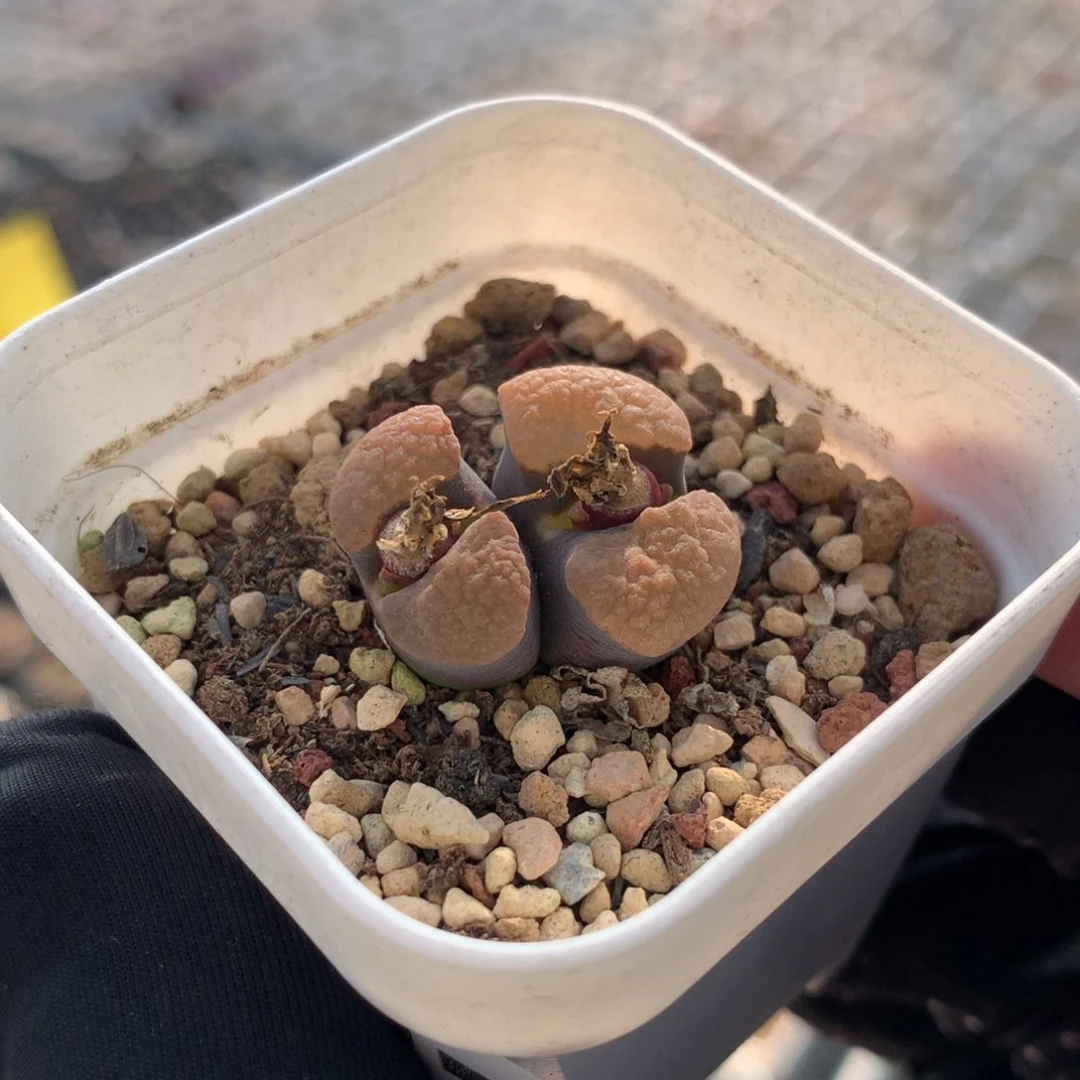 957磁铁风铃母本