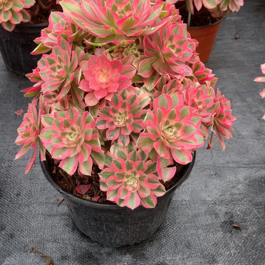 粉女巫老桩手捧819