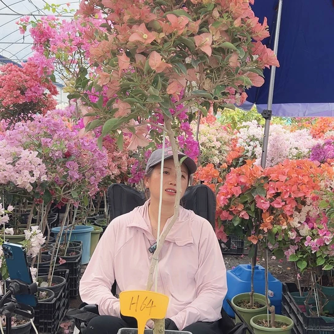 英***子大部分花苞少量开放H64卡雅塔