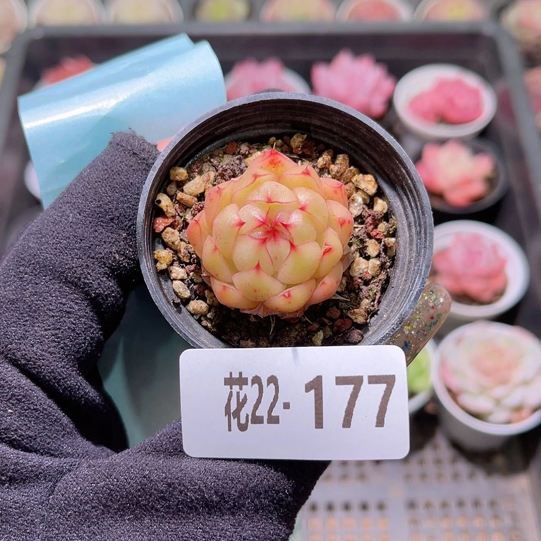 花利美22-177海王