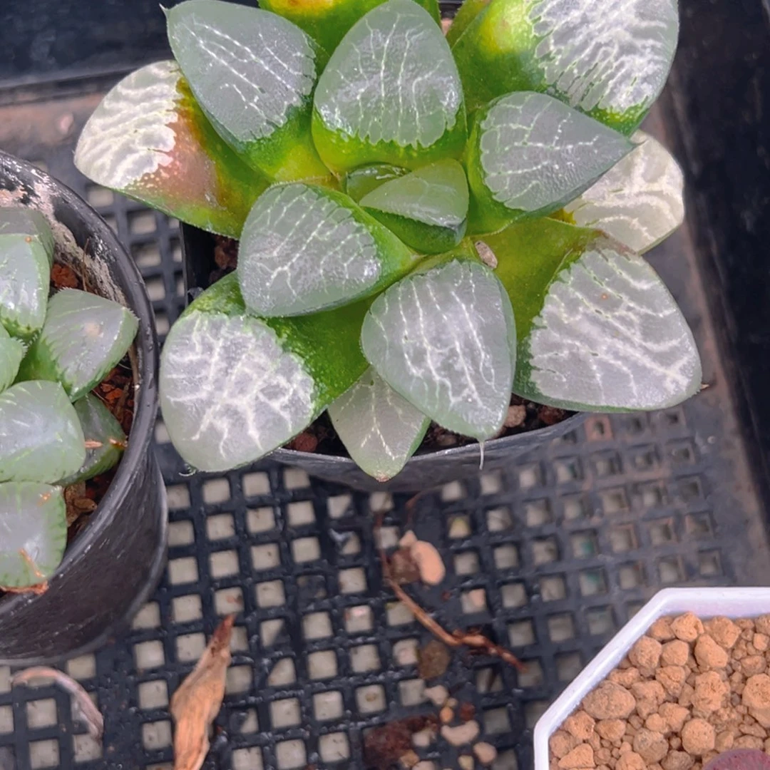 大窗月影母本玉露1