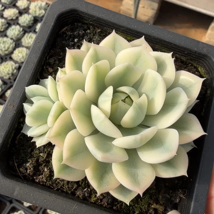 月亮仙子锦腹轮锦