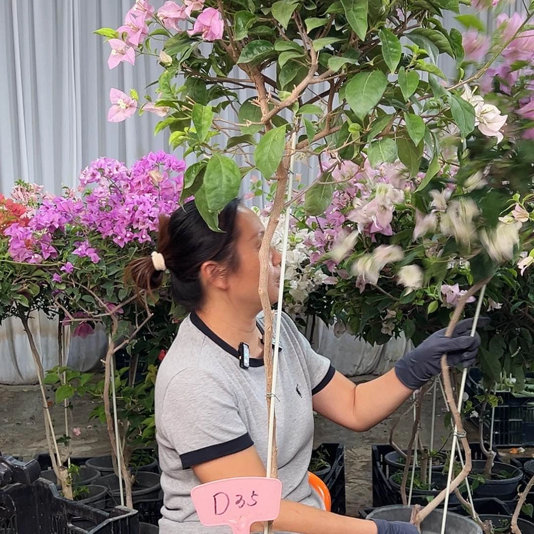 c***e大部分花苞少量开放D35赛佛里