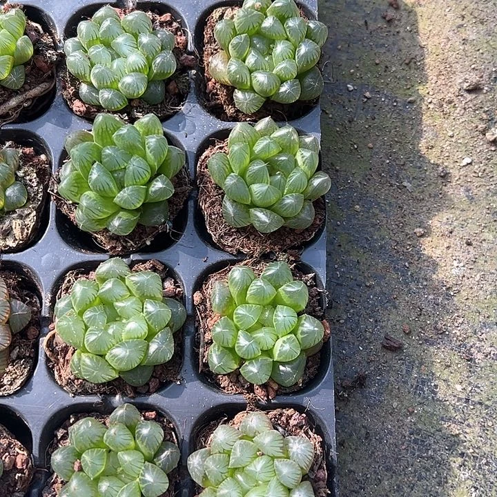 直播福利一物一拍32