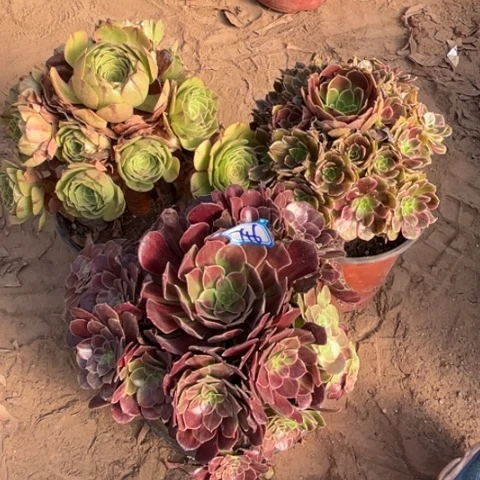 746多肉植物组合，