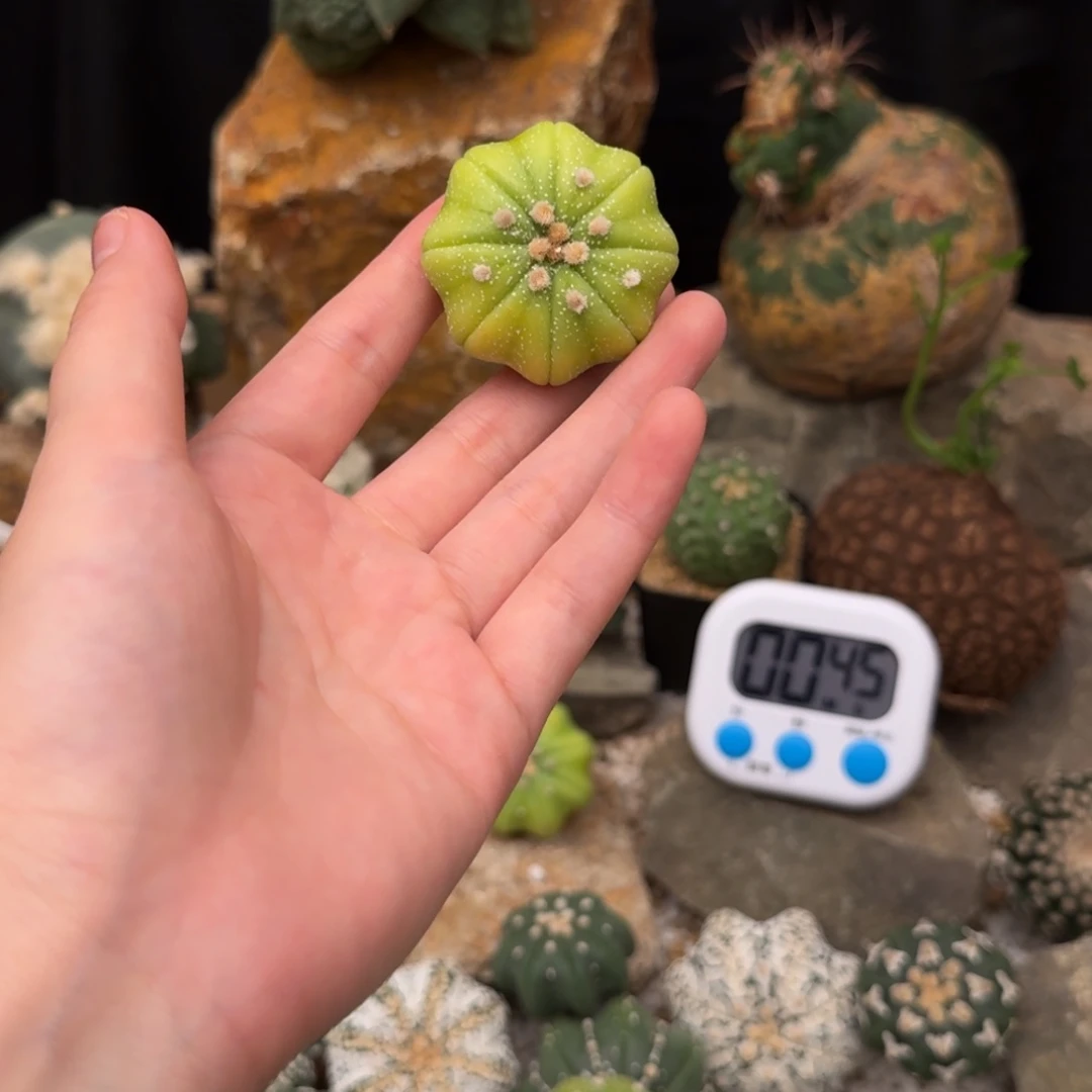 云**轻黄体海星哈哈哈哈哈哈