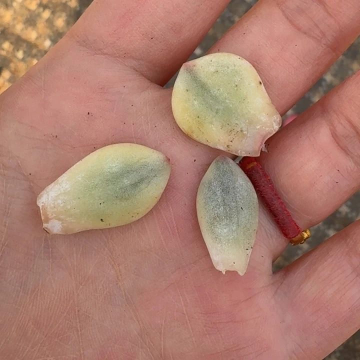 超奶一物一拍多肉