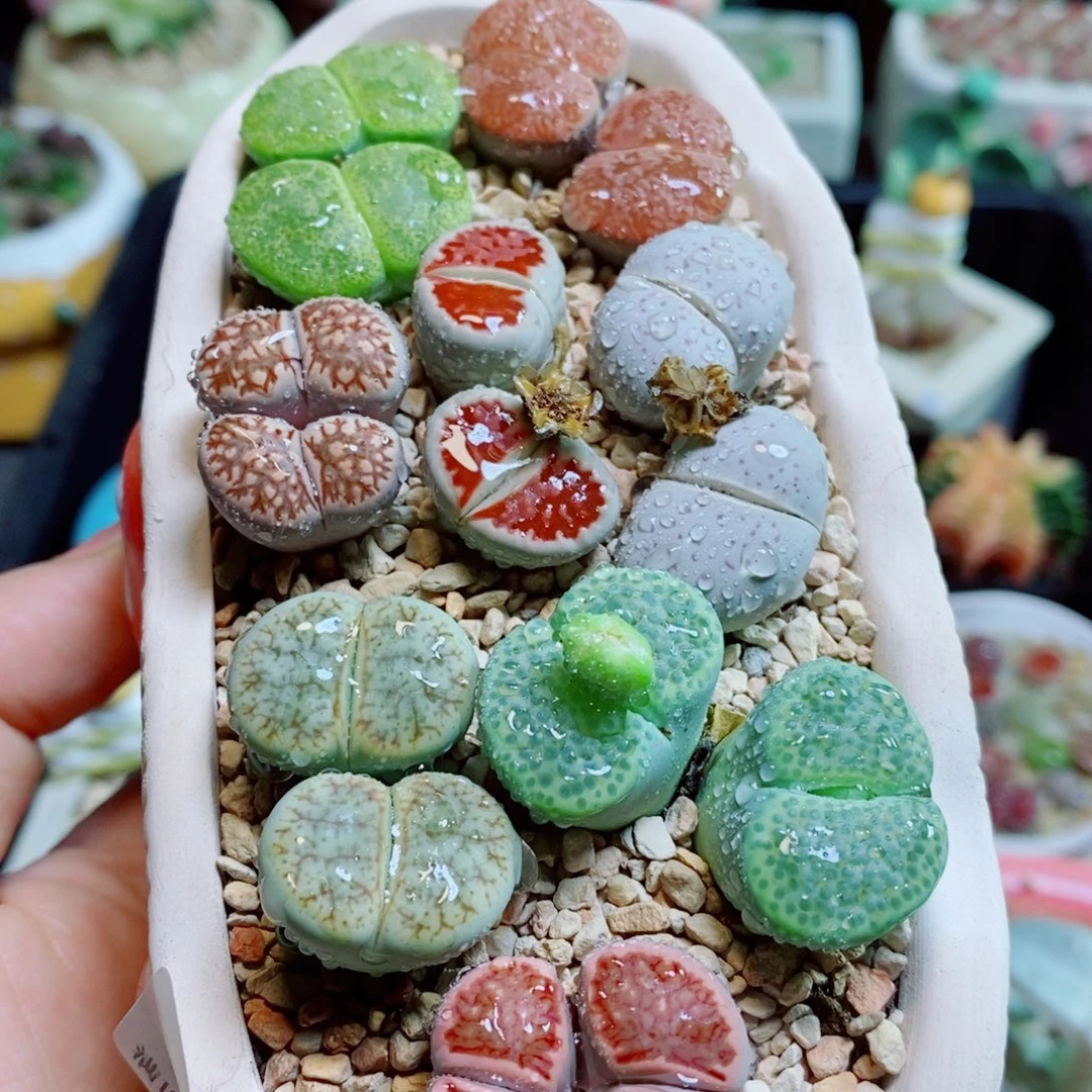 生石花花花花花花花448