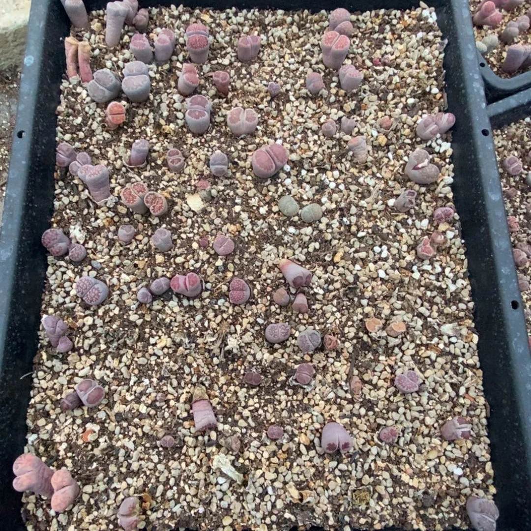 5288 紫色生石花练手套有腿不售后脱土发货