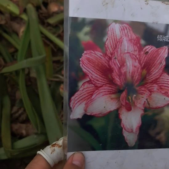 当前无花栽培后可以开花倾城之恋6厘米微残次球
