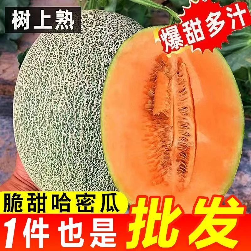 【乡村助农】正宗海南海沙地种植哈密瓜3/5/8脆甜多汁新鲜当季水果