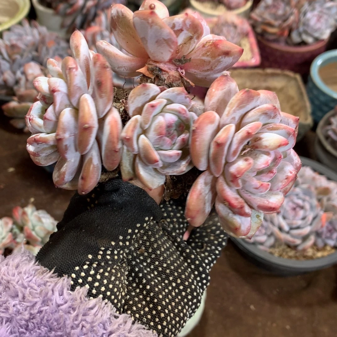 石榴籽哈哈哈哈哈哈哈哈哈