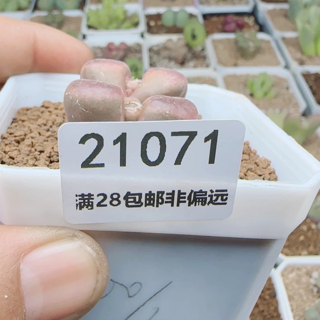 【闪购商品】d**o21071