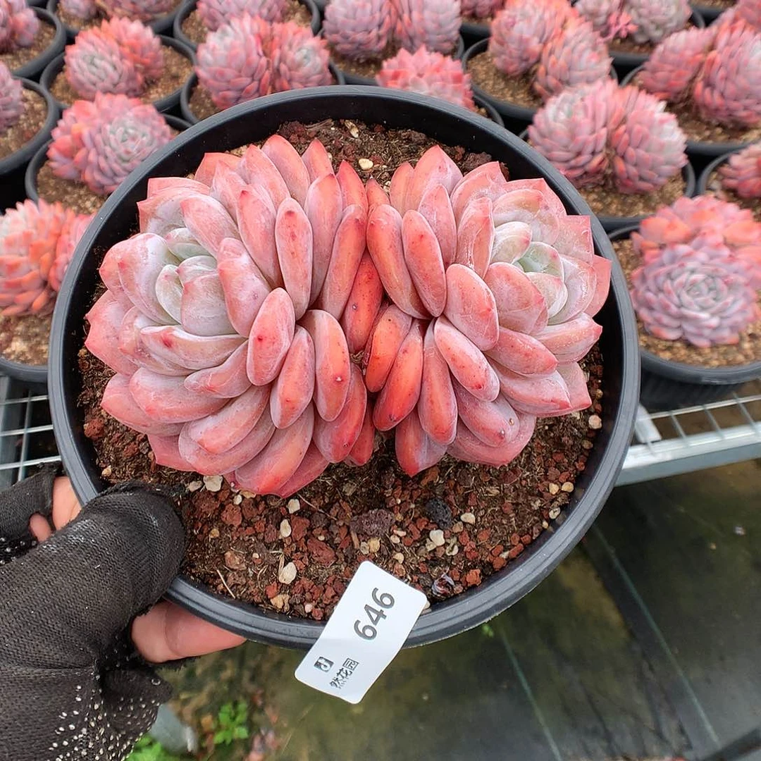 646梦露多肉植物6666