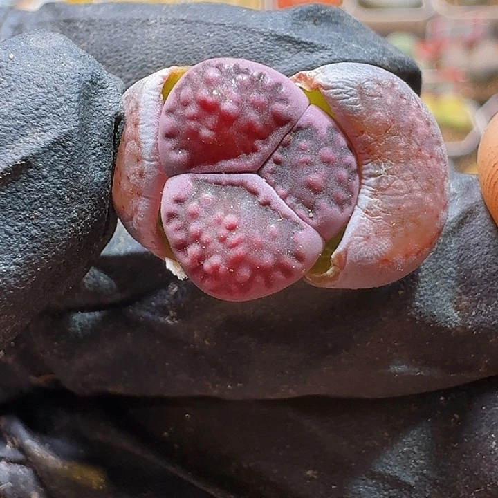 生石花22222222。   379