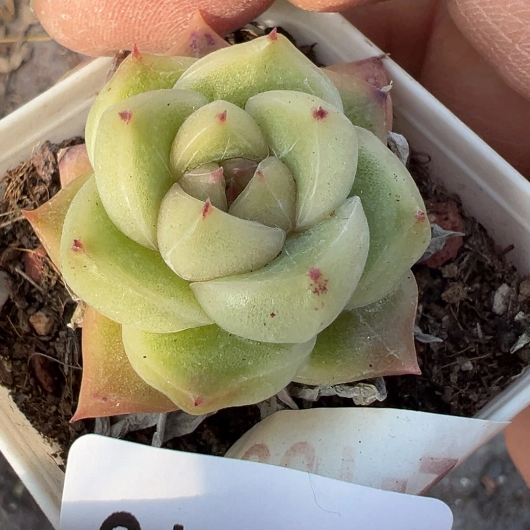 小卡拉米糖心一物一拍4-119