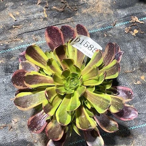 1585欧嘉莉多肉法师锦量拍