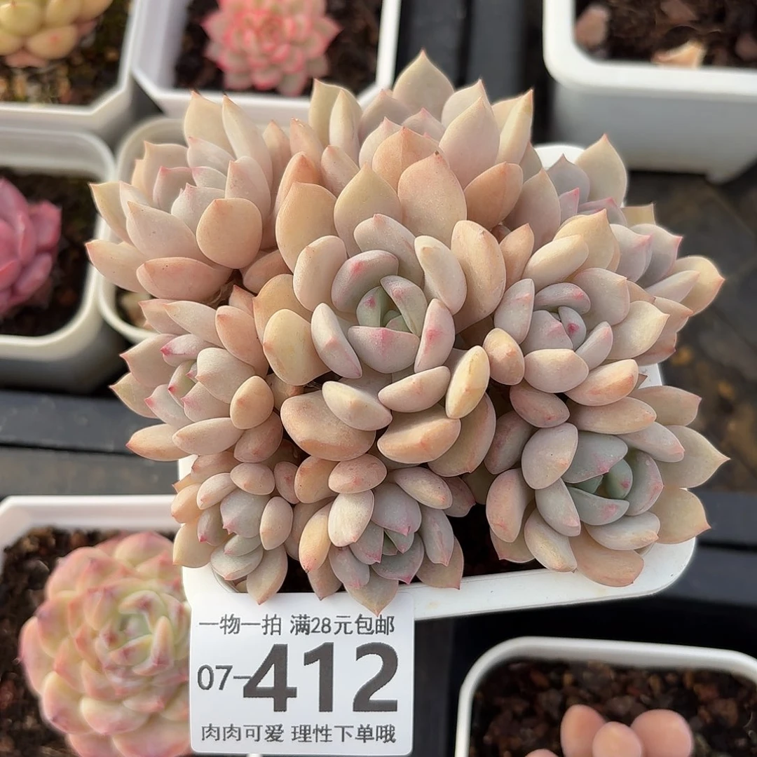 蜜桃格林无盆土发货无盆