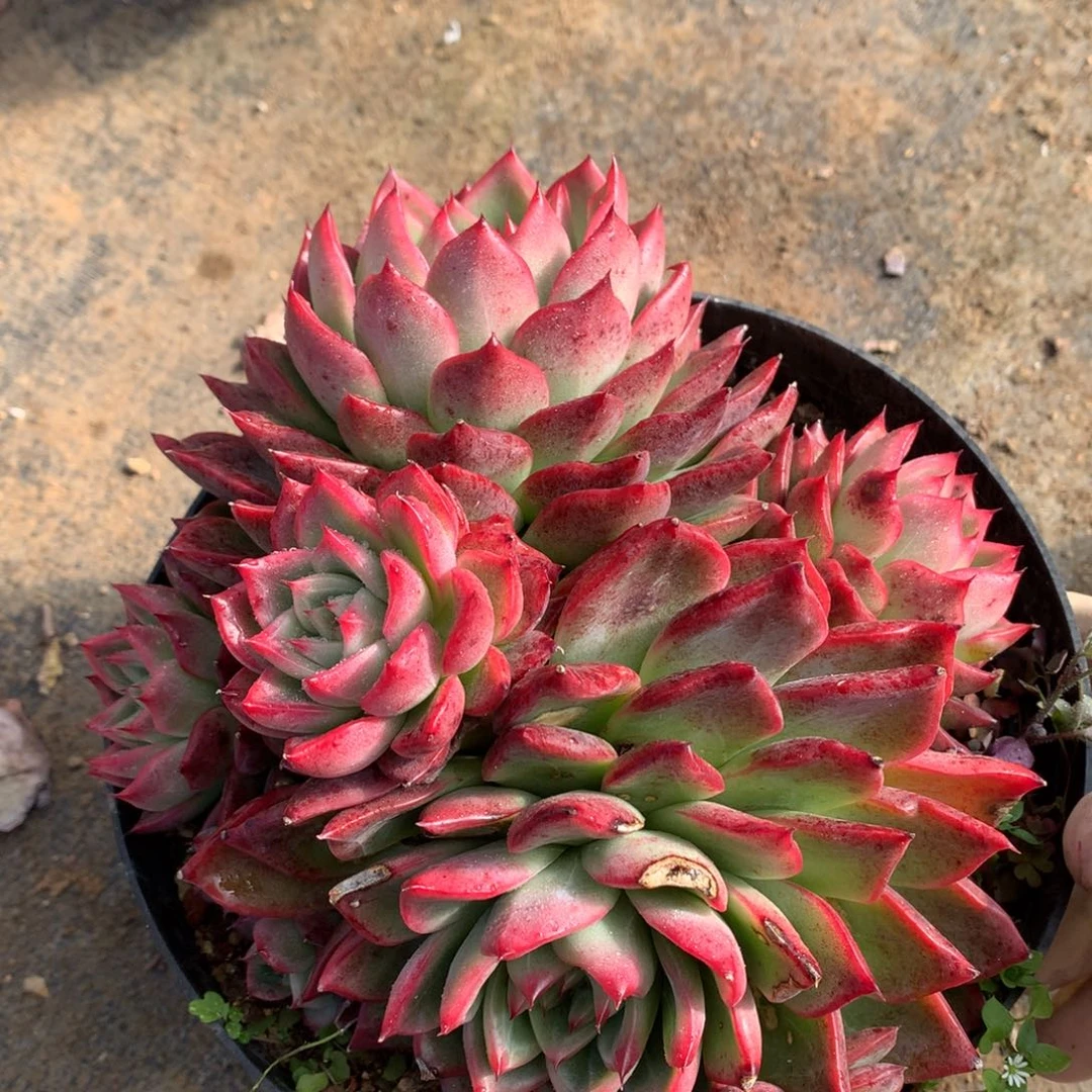 弗洛瑞安娜一物一拍