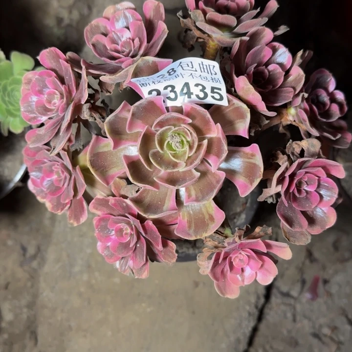 23435南凤冠多肉植物