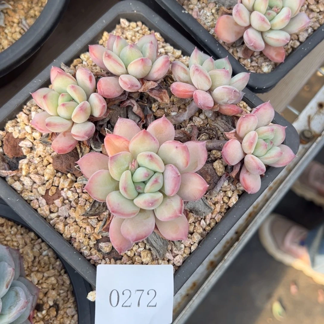 云*朵0272多人反对发发发