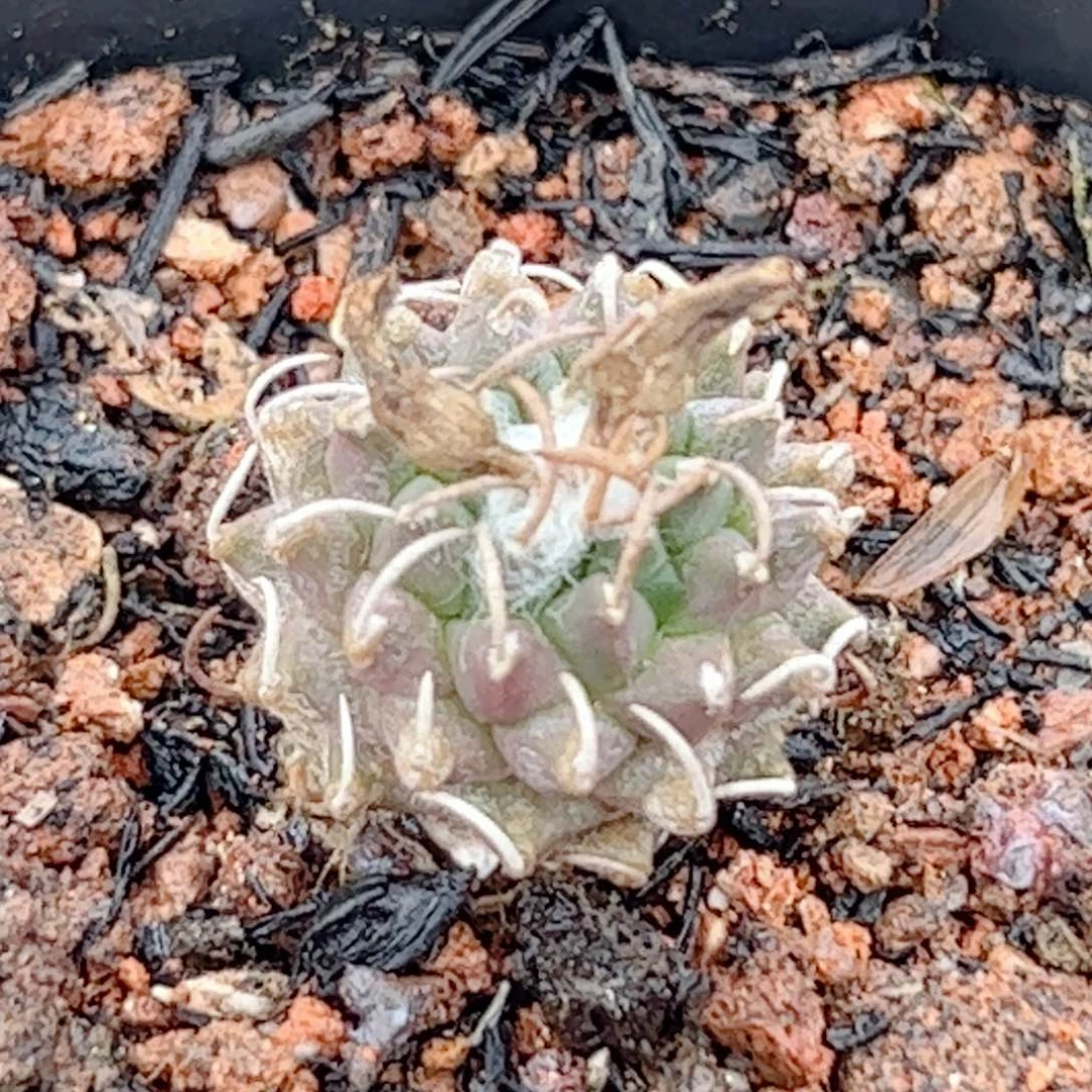 实生 安德森仙人球