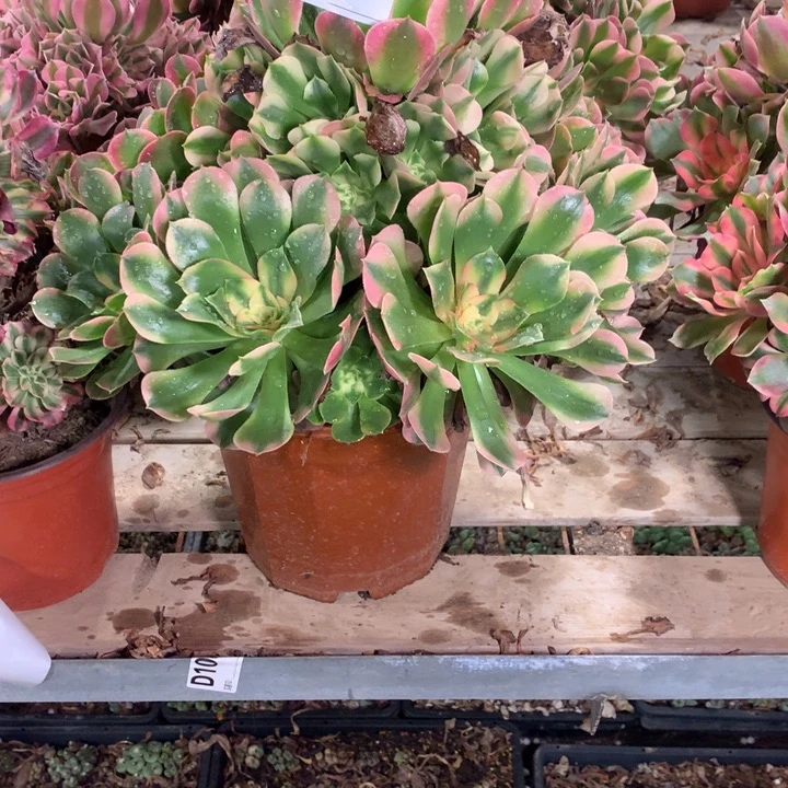 700香妃多肉法师锦