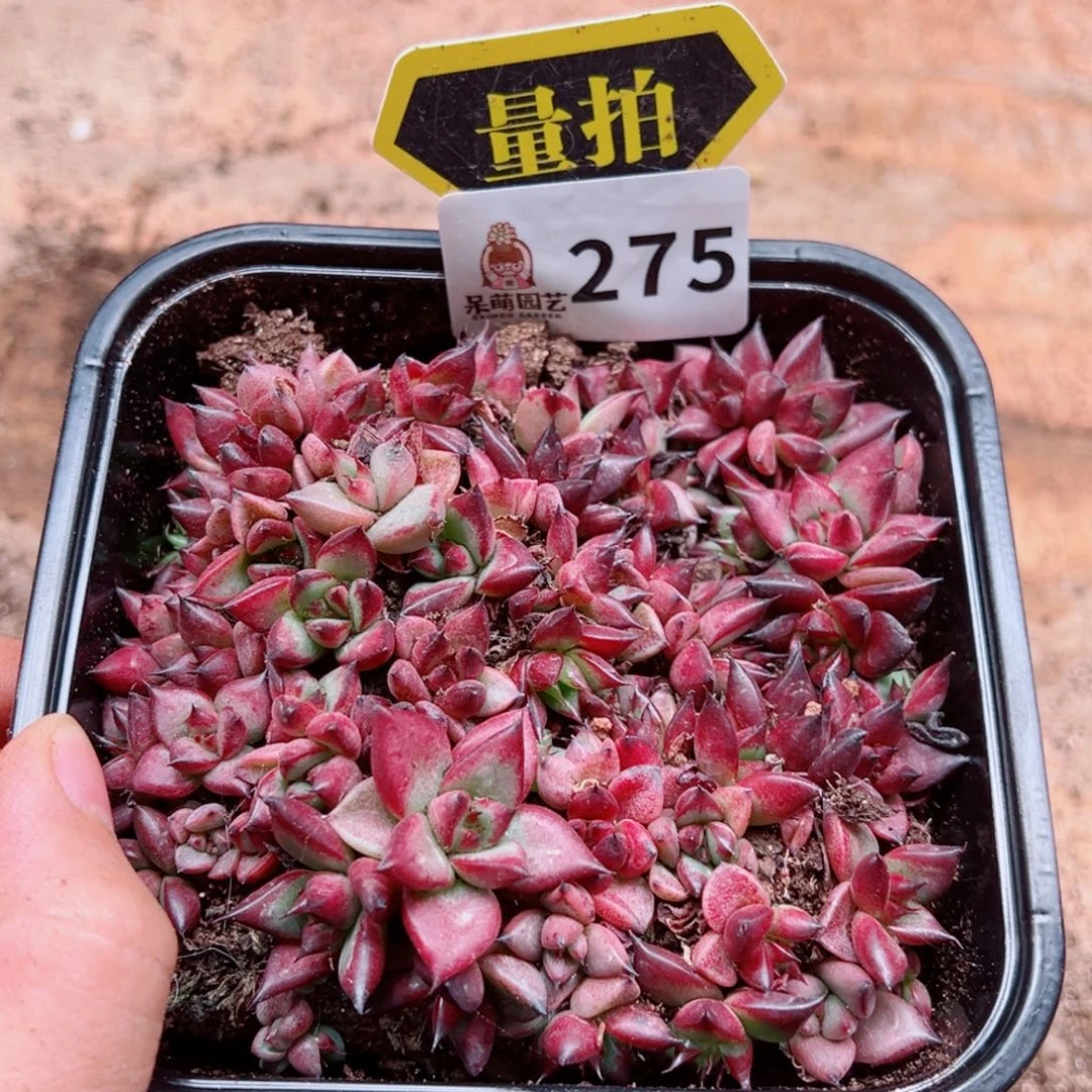 当前无花朵，栽培后可花朵