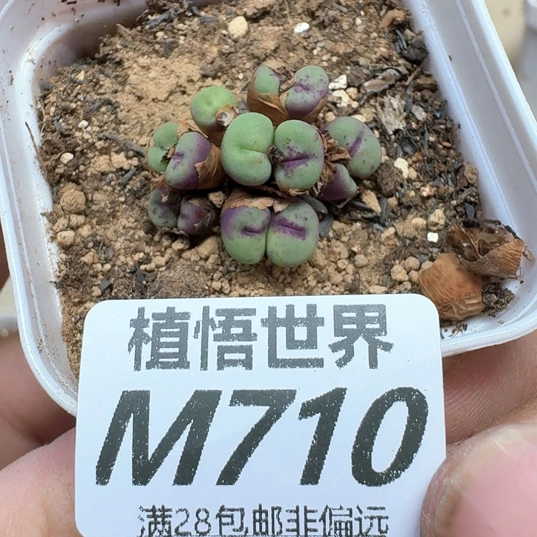 多肉植物的润泽的
