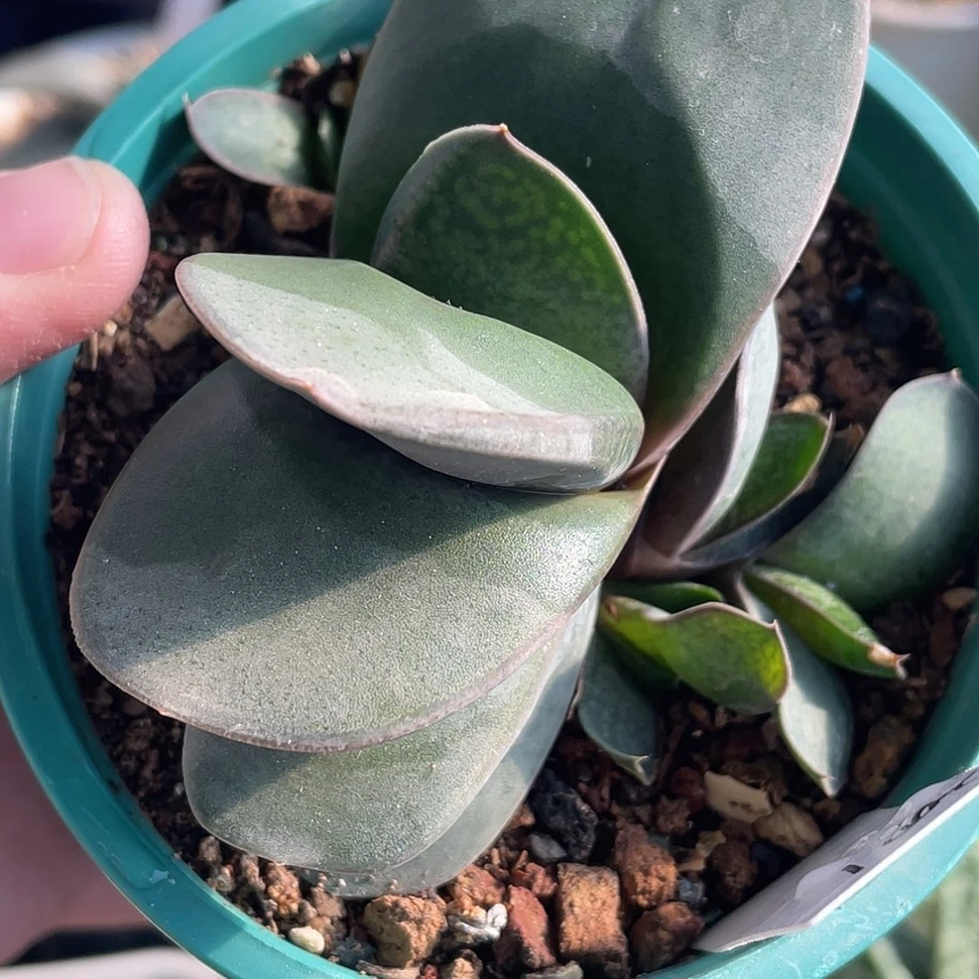 2001脱土发货11111