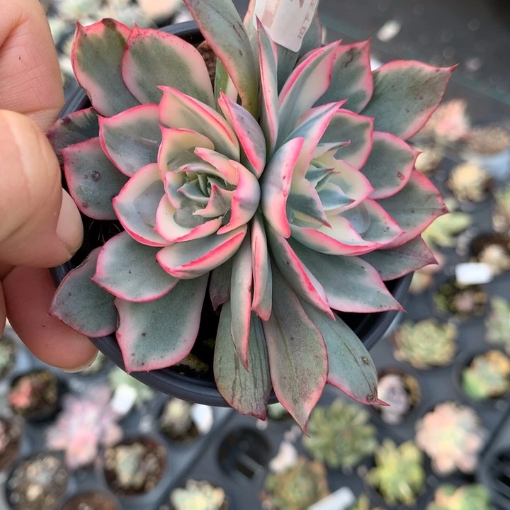 无花朵阿美星锦多肉