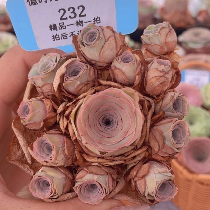 山地玫瑰232裸根发货不售后