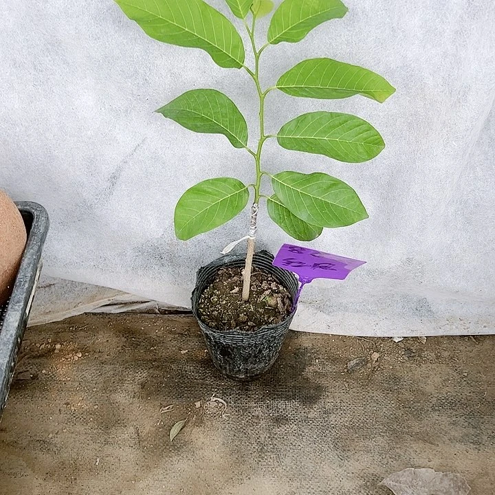 珍珠芭乐鸽*?24688888