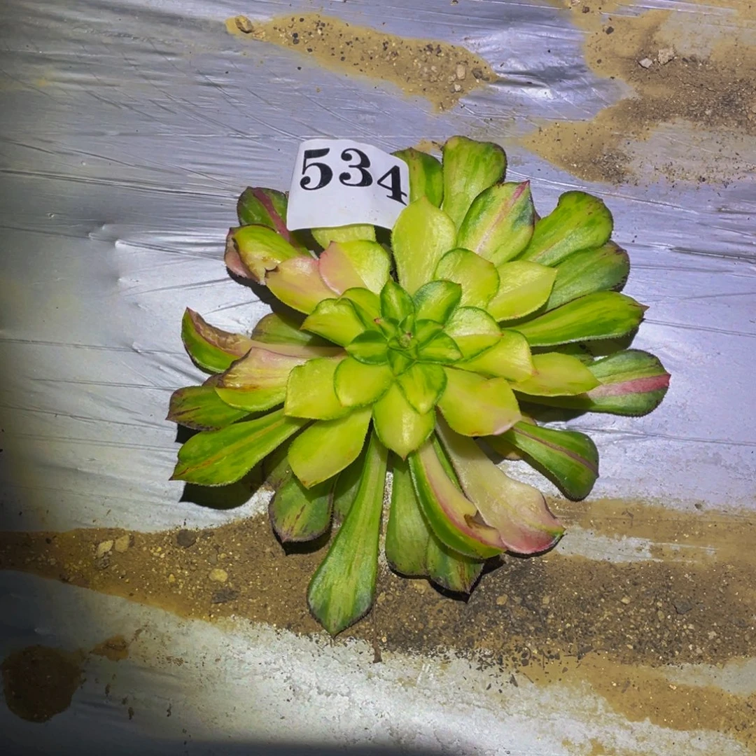 知否多肉多肉植物534