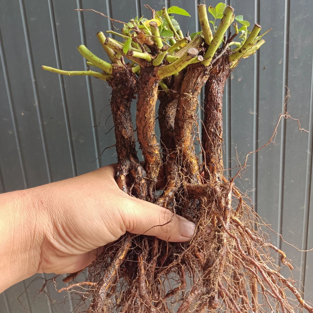 十颗无刺白花蔷薇实生根粗1.2到1.5cm,嫁接月季砧木提根苗大长脖
