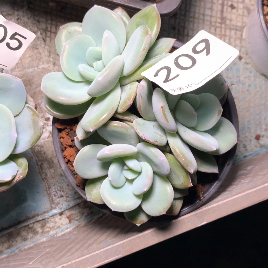 # 209不拍冷链不售后