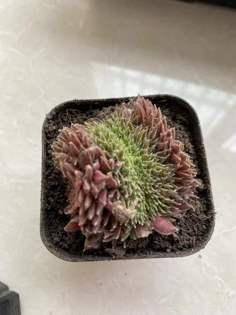 紫牡丹缀化多肉   以直播间为准