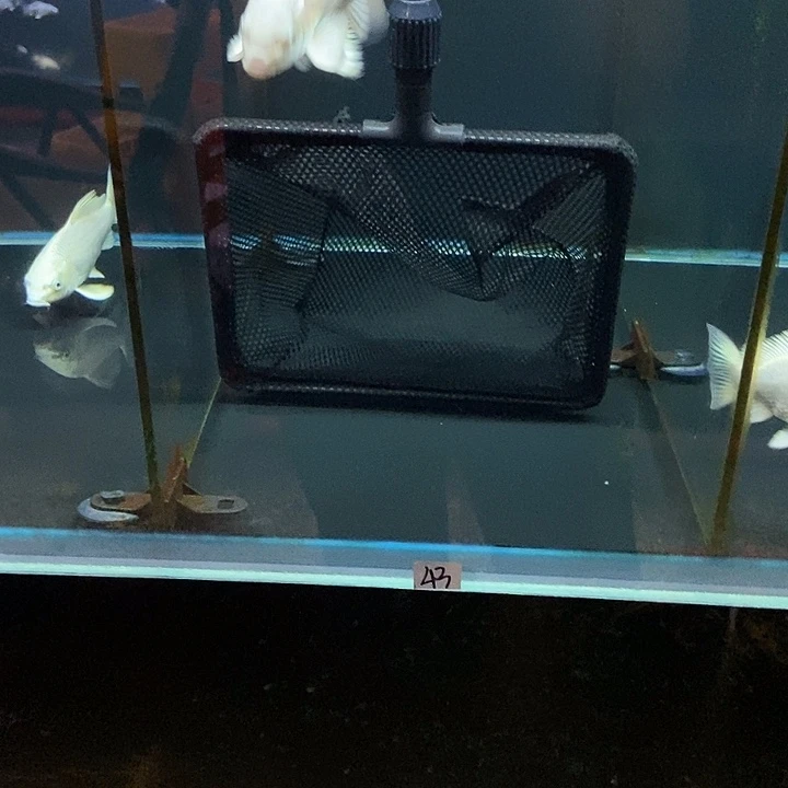 A***销蝴蝶鲤43号蝴蝶鲤白色