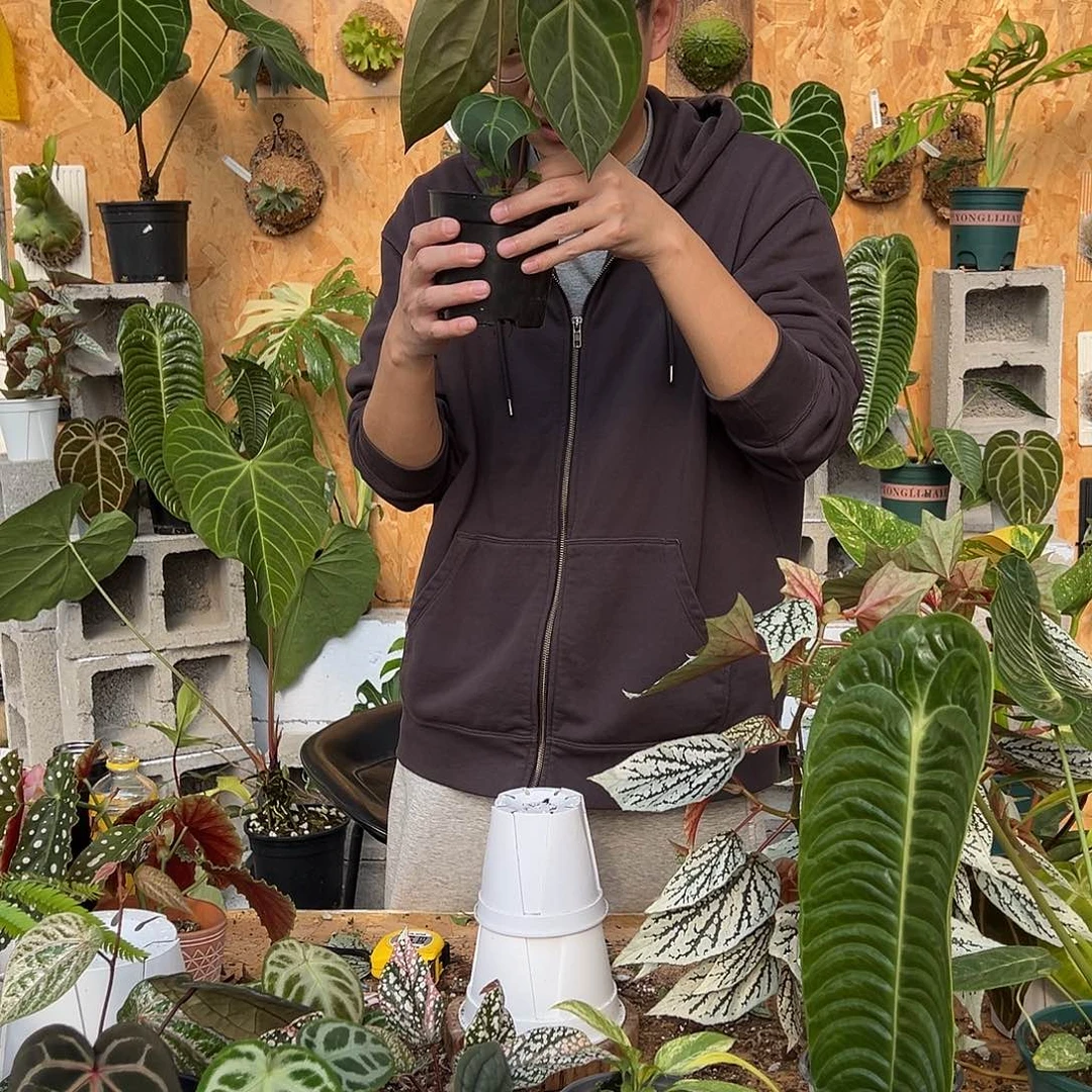 完全开放D17老桩花烛