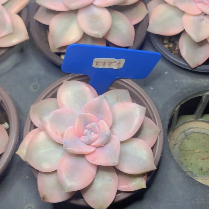 t177紫乐锦单头发货