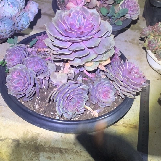 每日特价活动开始了