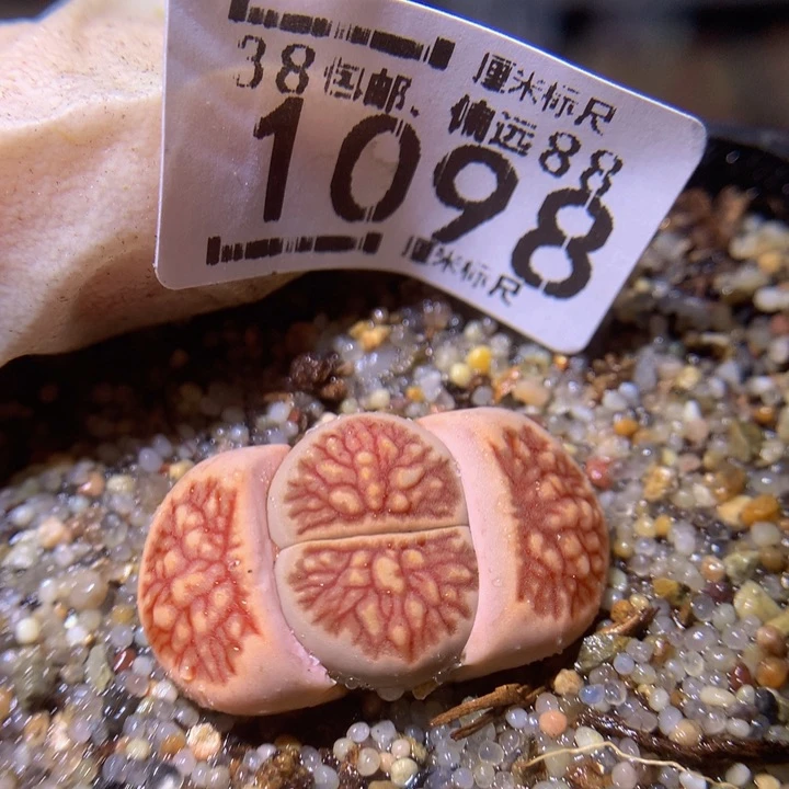 Sss精品生石花1098