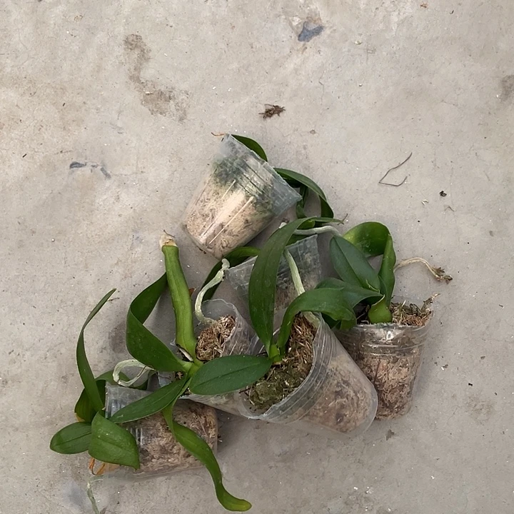 完全开放破烂苗1.7寸6颗嫌小勿拍请凑单