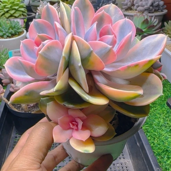 锦安精品多肉植物416