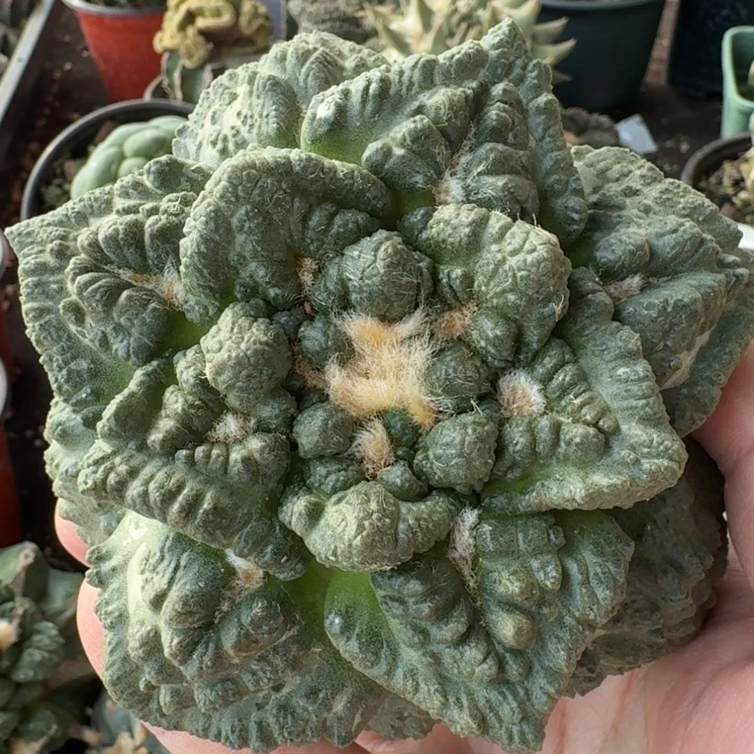 【闪购商品】超大尤龟甲