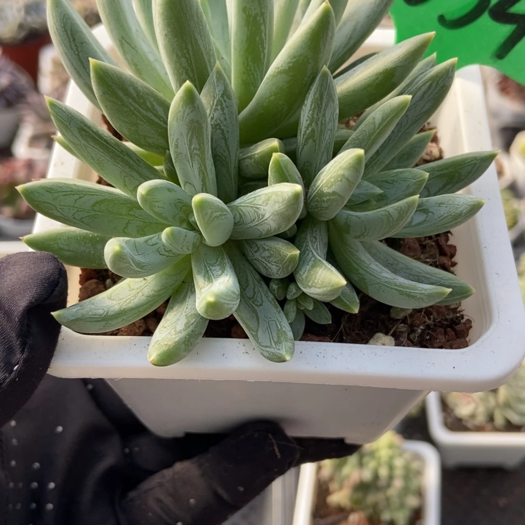 1634炫彩星多肉植物