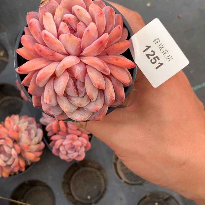 到*0307下午场，1251一颗