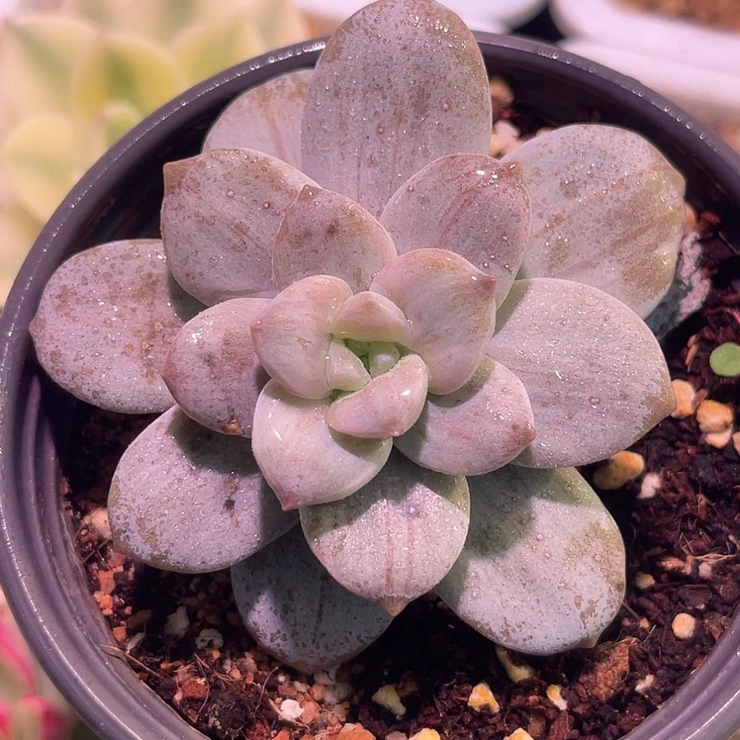 尚品园艺福利锦8366