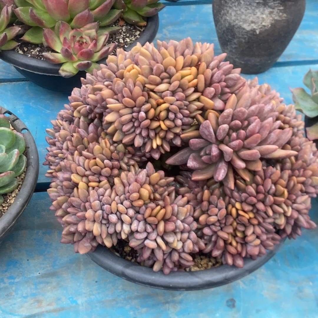 桃花源缀。