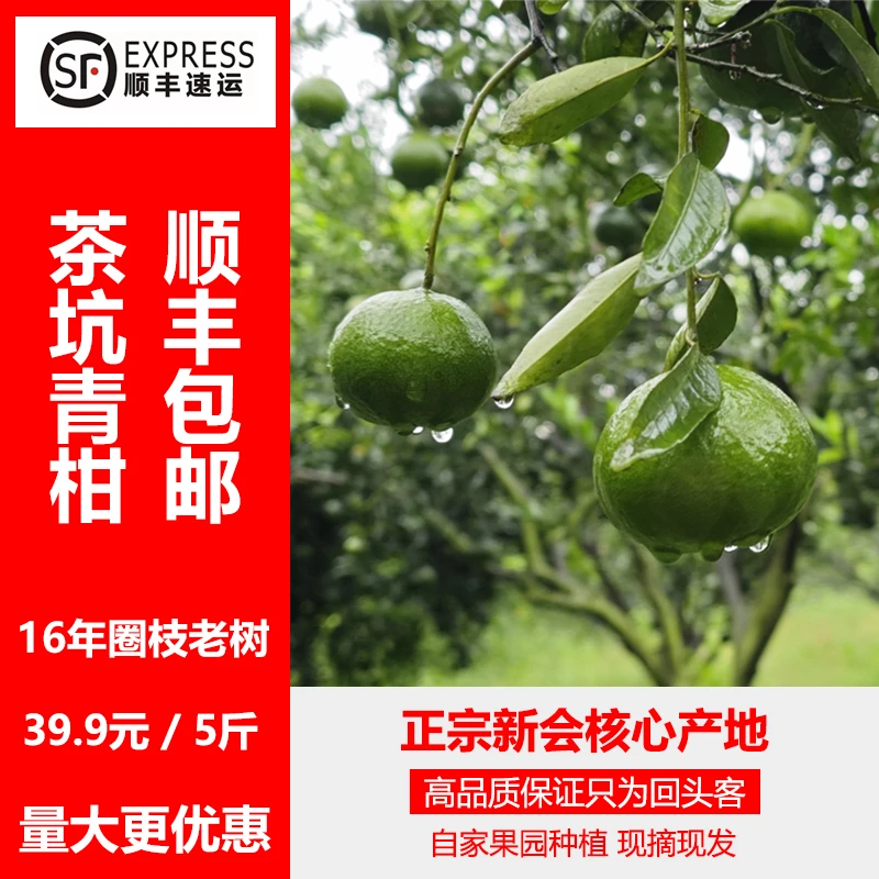 新会茶坑圈枝大青柑茶枝柑鲜果15年老树新鲜采摘现摘顺丰包邮